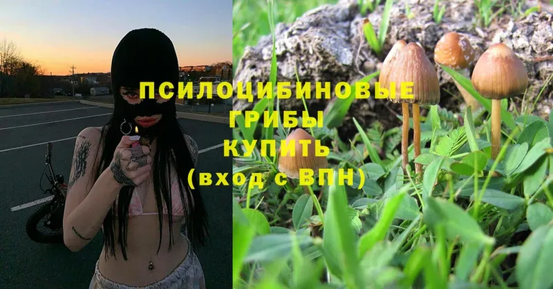 даркнет состав  Неман  Псилоцибиновые грибы Psilocybe 